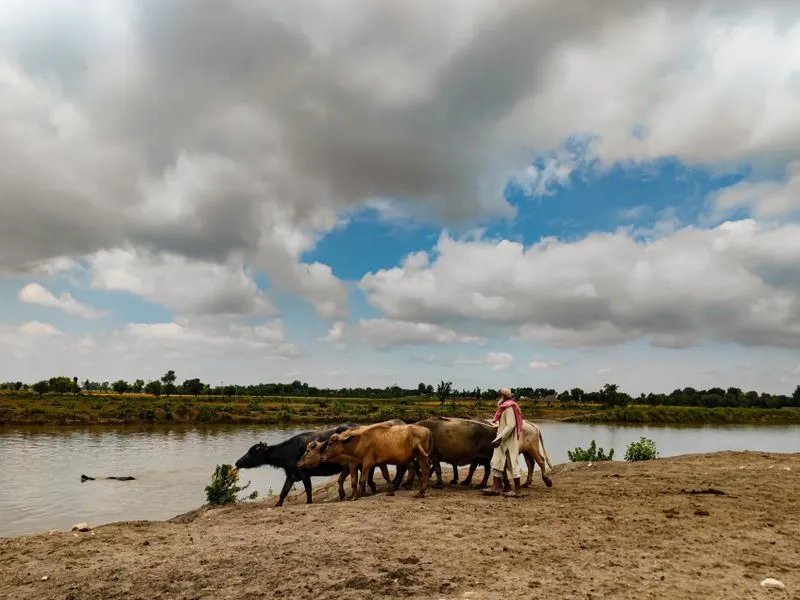 Livestock