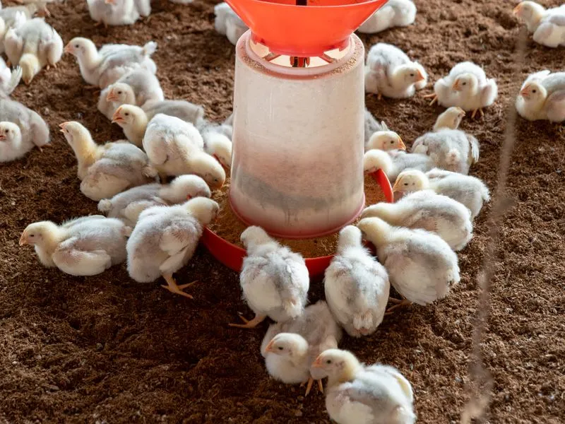 Poultry